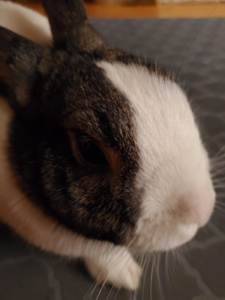Bunny
