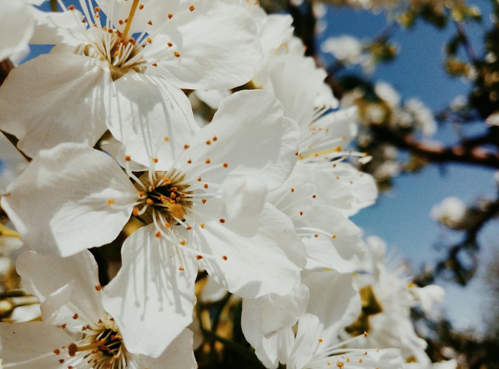 spring