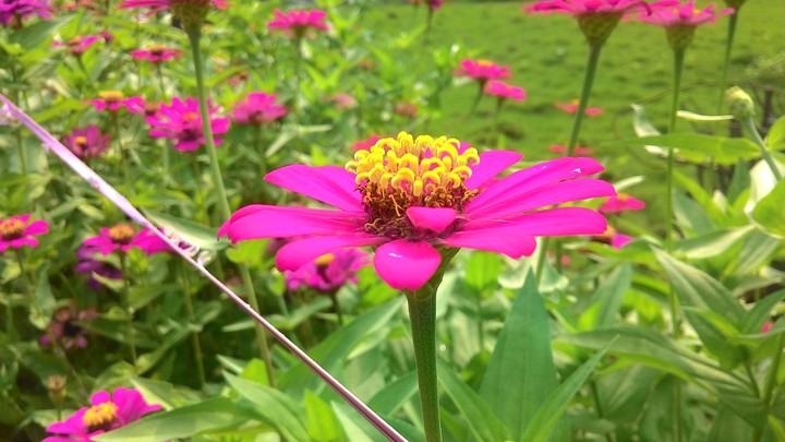 Flower