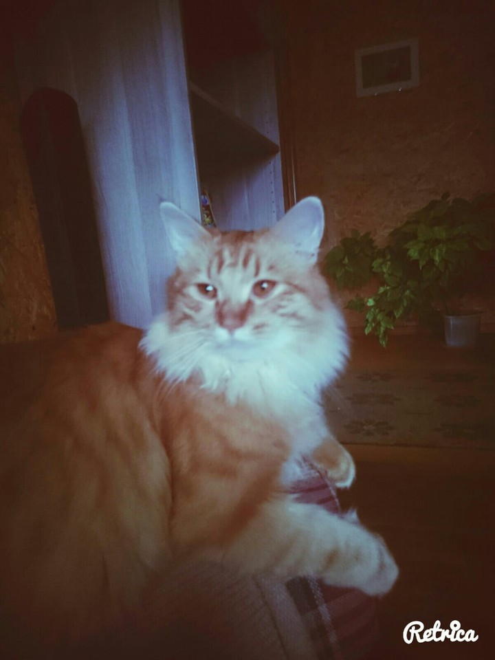котик