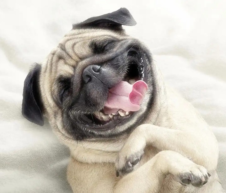 dog wallpaper
