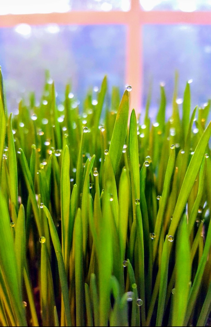 Delightful Droplets