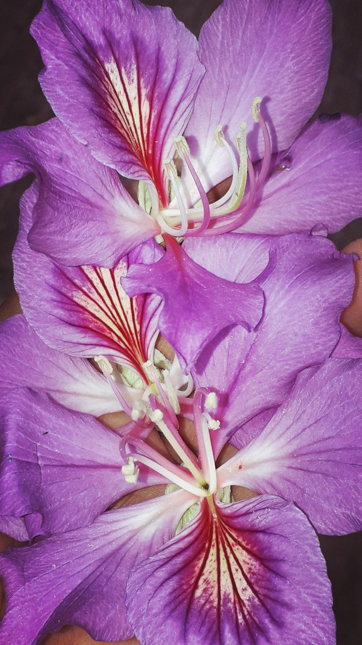 Purple beauty