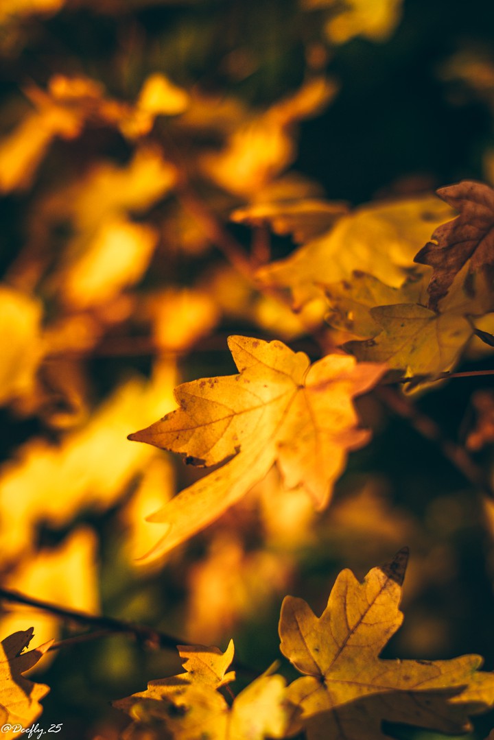 autumn colours.