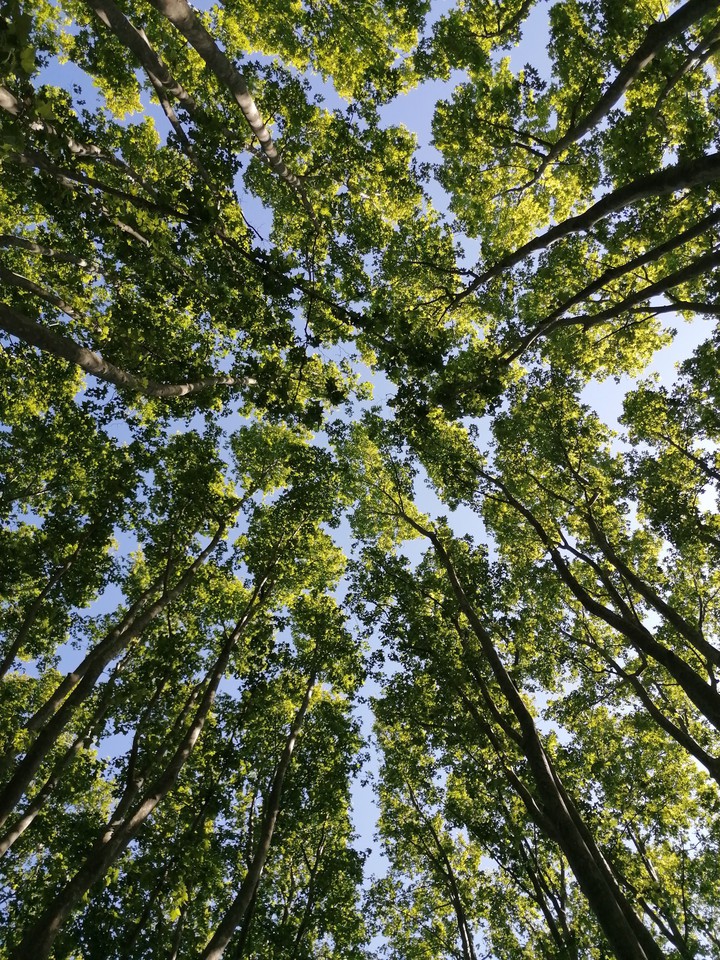 Forêt