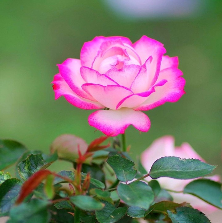 lovely to