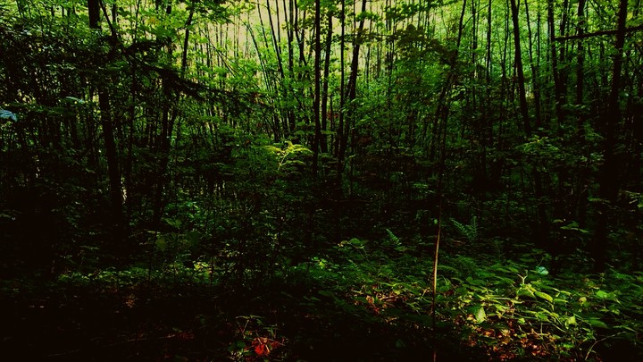 forest
