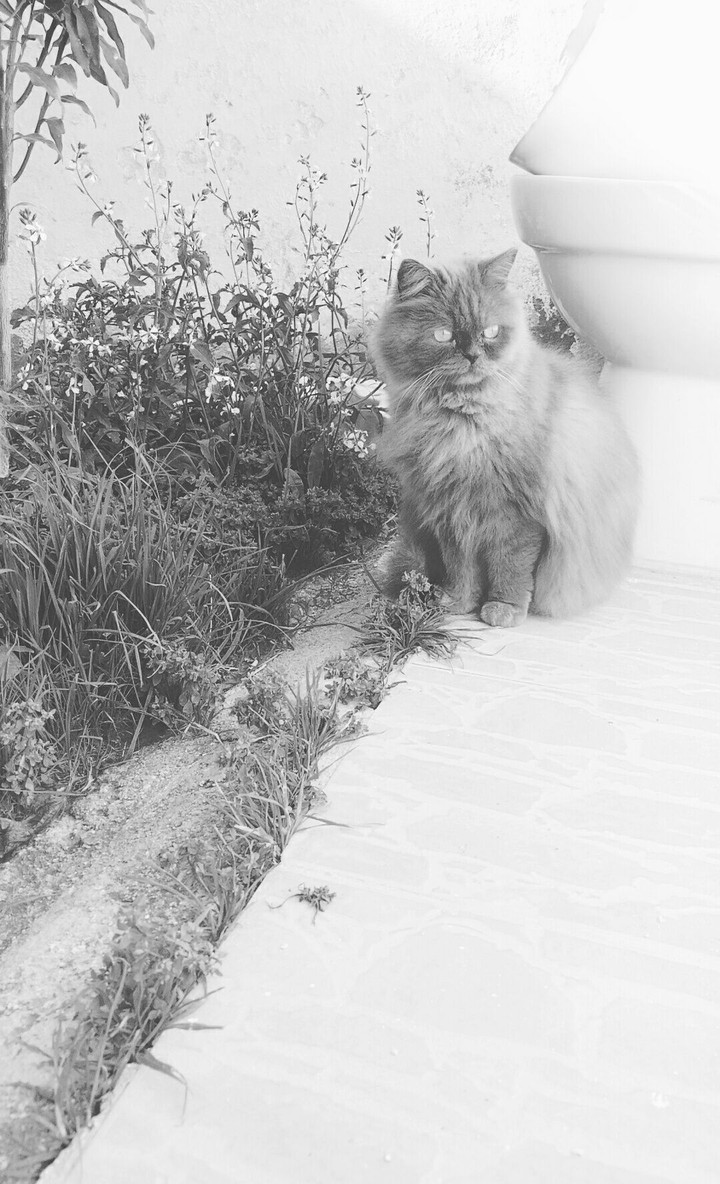 my cat shosho 