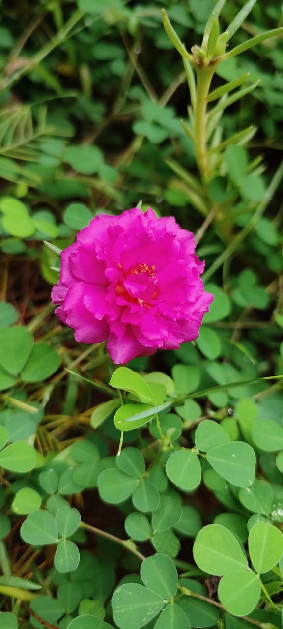 Pink flowers
