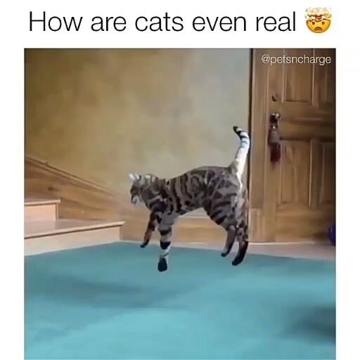 خیلی میپره??