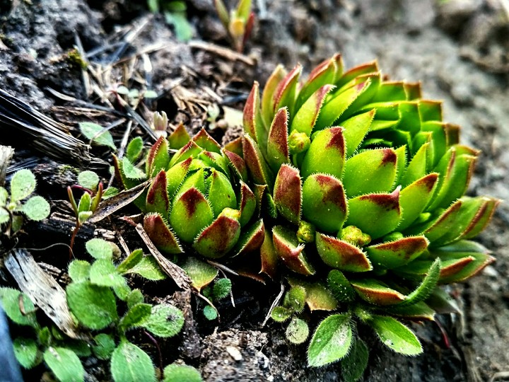 Spring