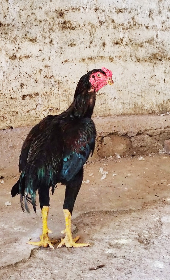 chick
