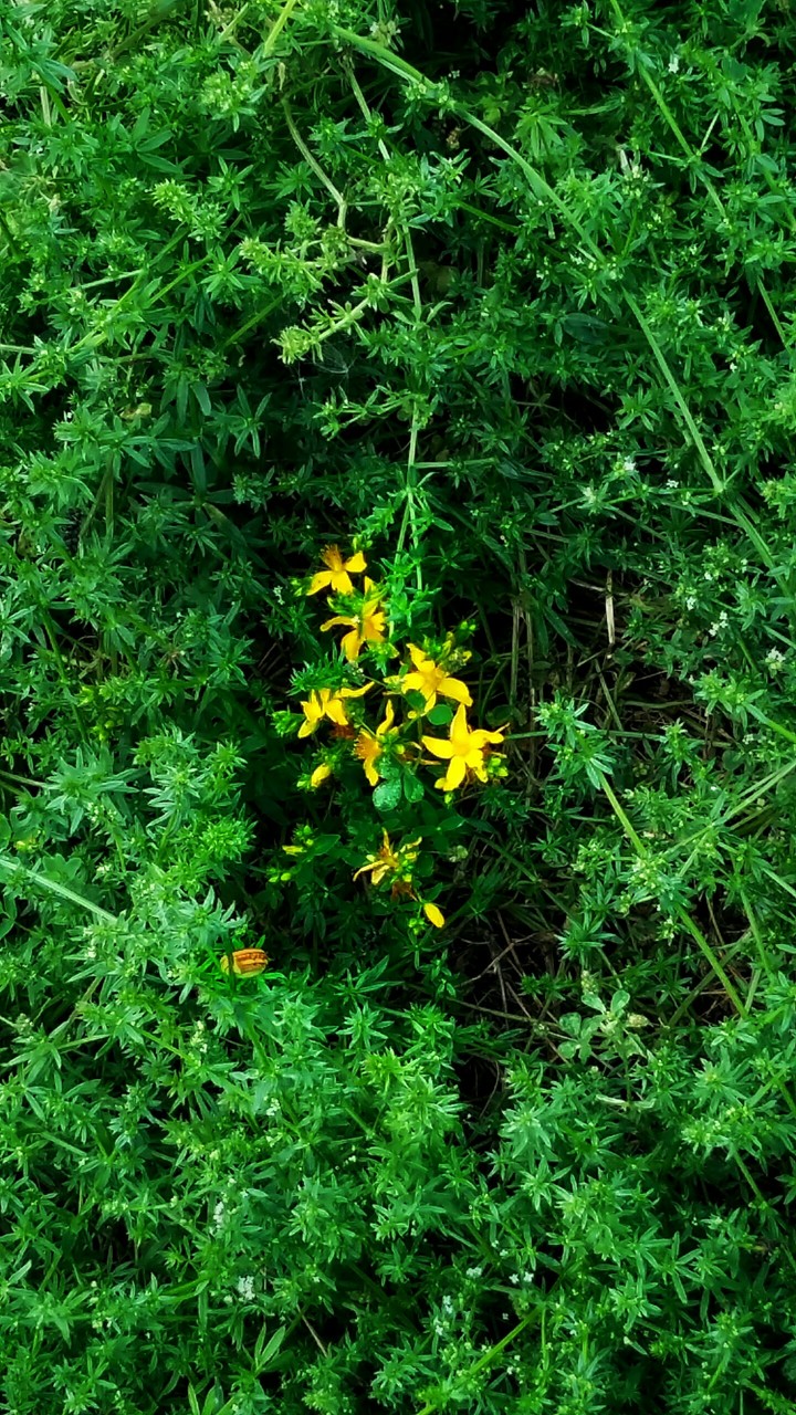 grass
