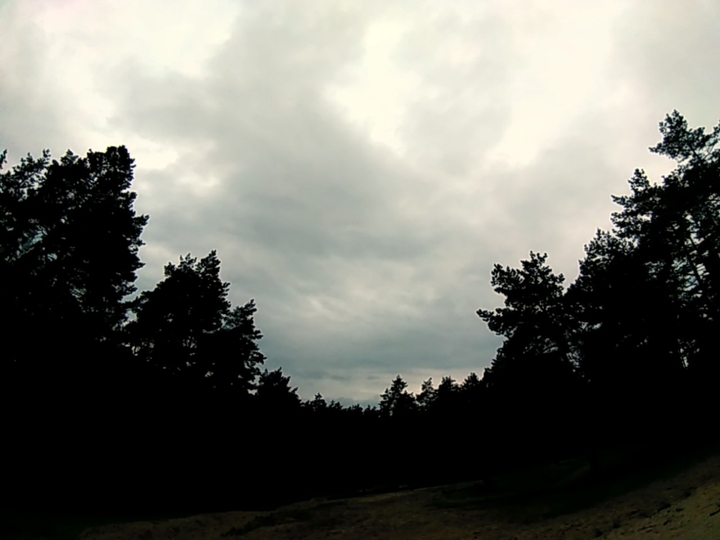 небо в лесу