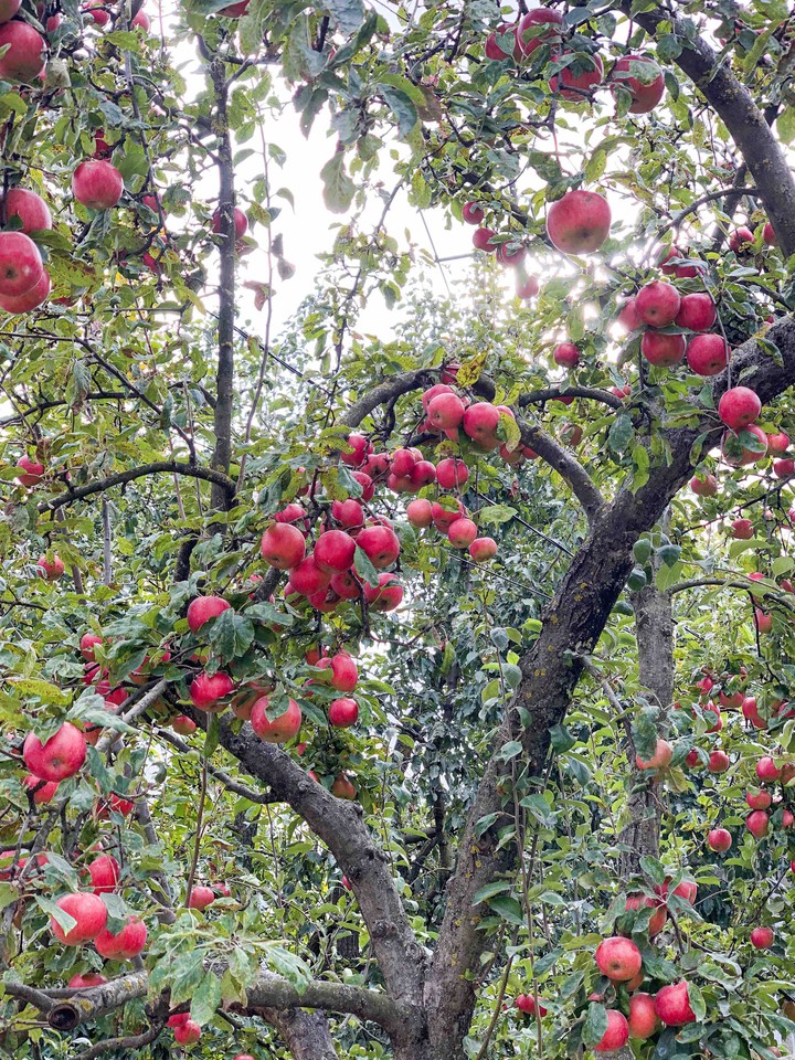 apple garden?❤️