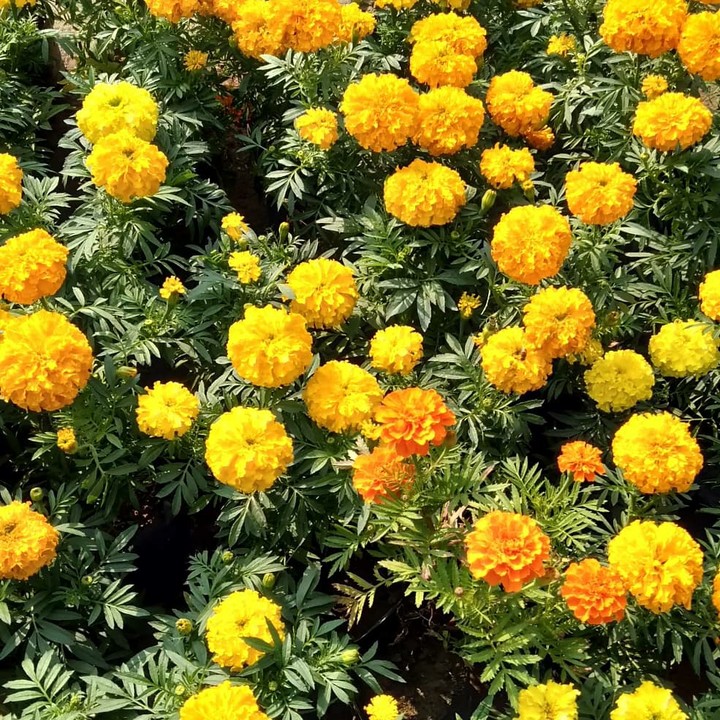 Genda phol