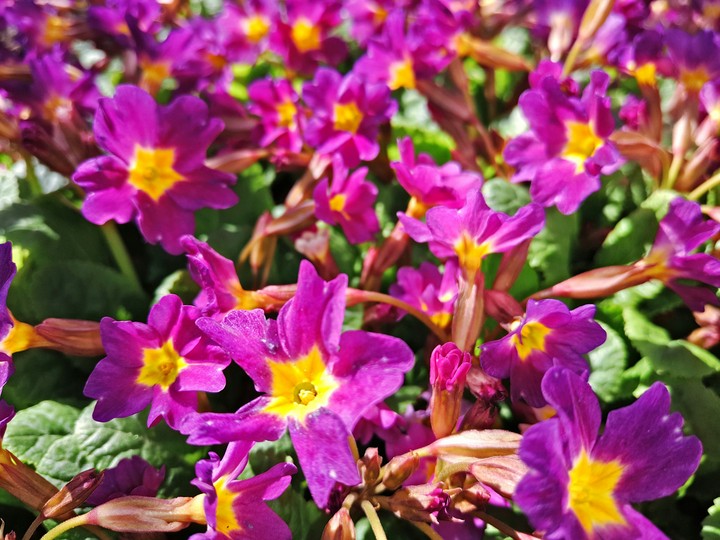 Flowers