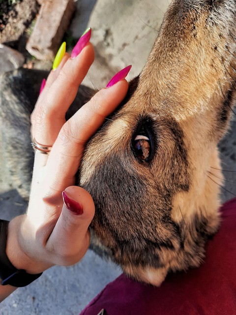 dogs