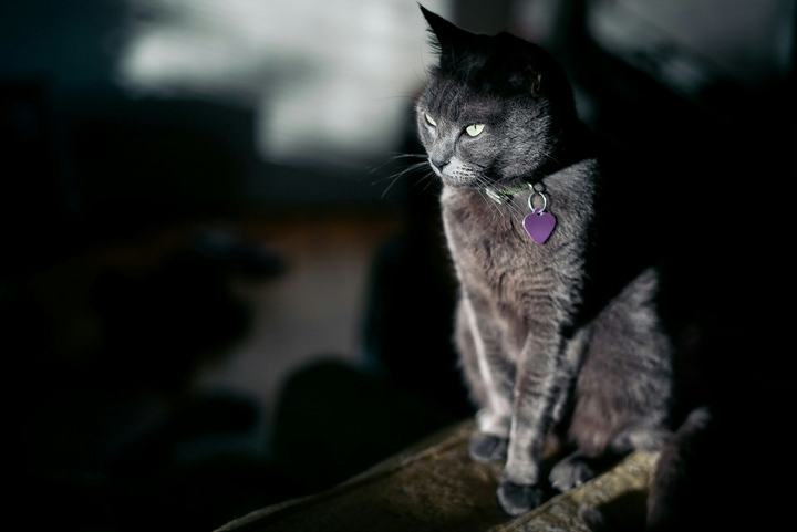 cat