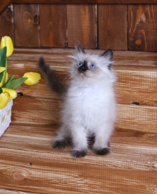 Kitten