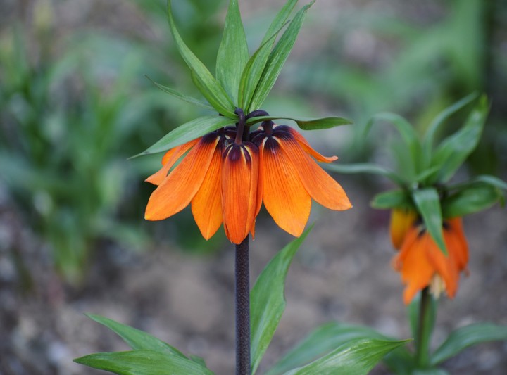 fritillari
