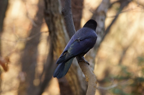 sfondi bird, wildlife