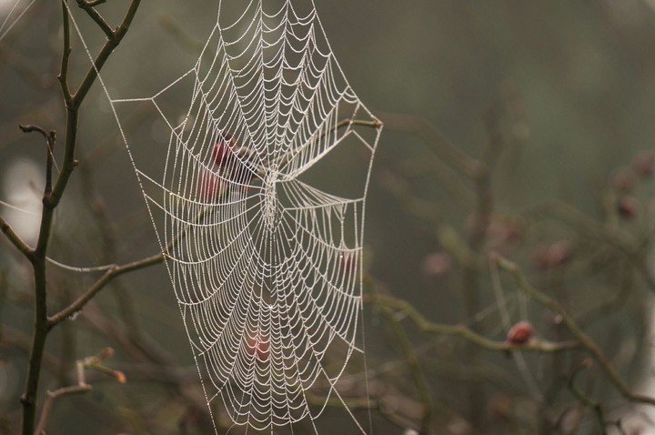 Lonely Abandoned Web