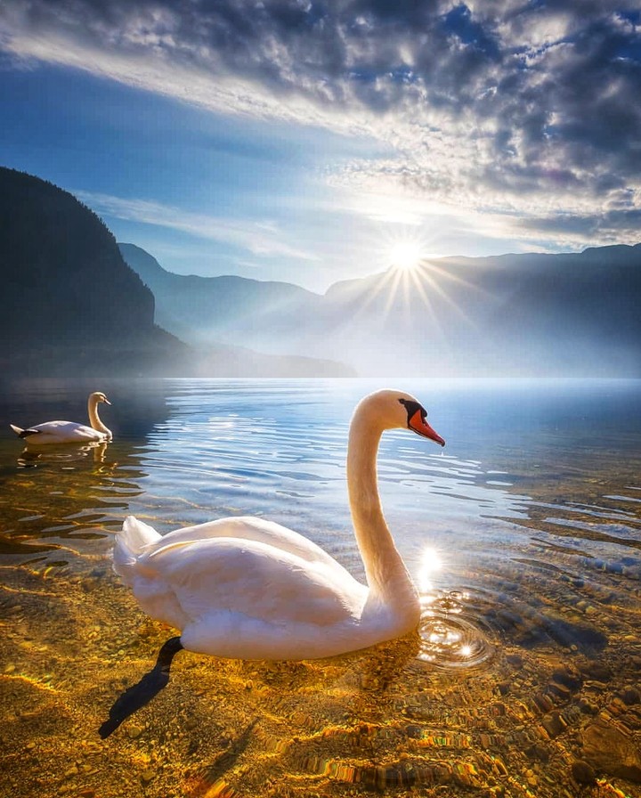 Swans