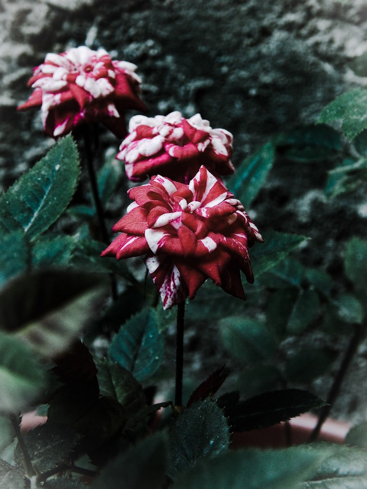 roses