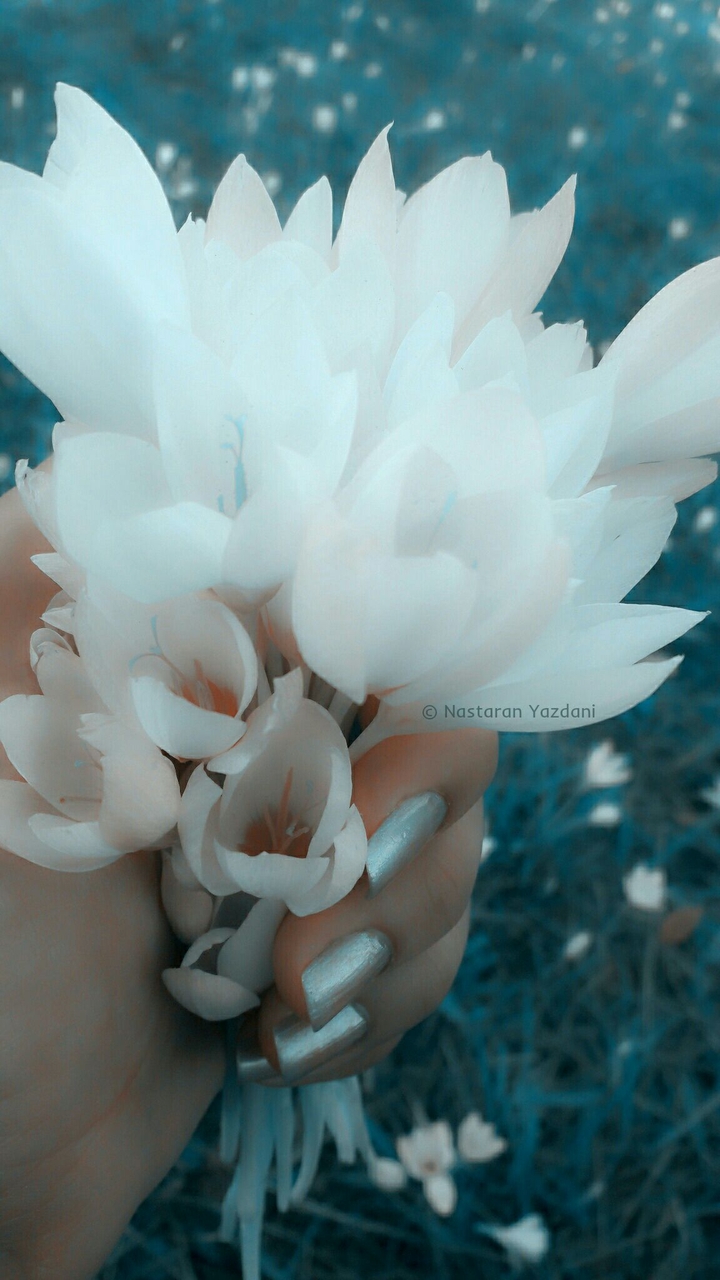 #flower
