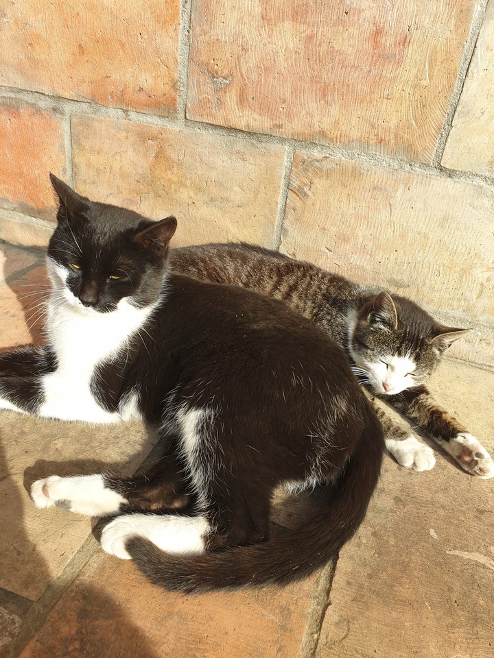 i love cats