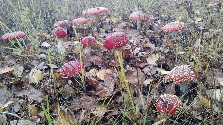 Mashroom