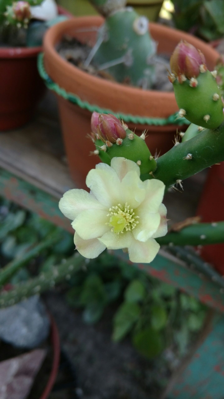 Espinas