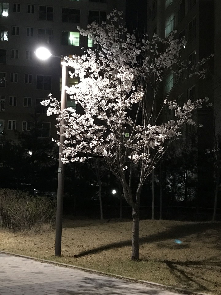 꽃