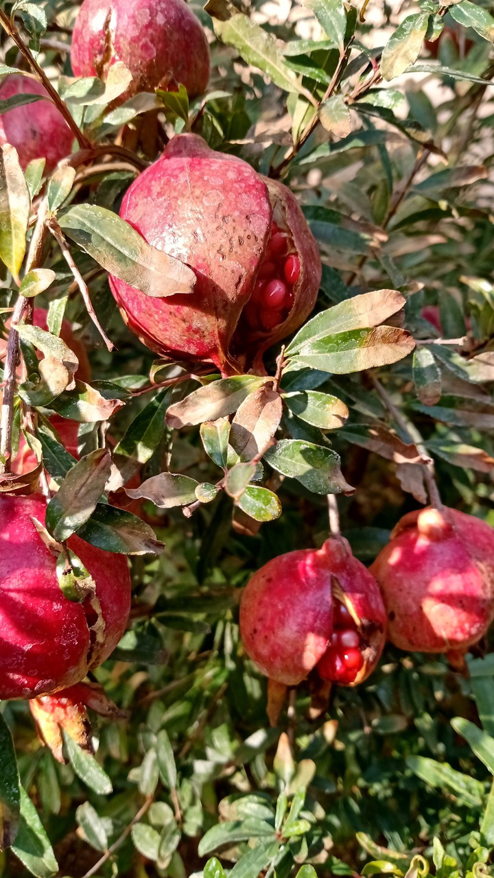Pomegranate
