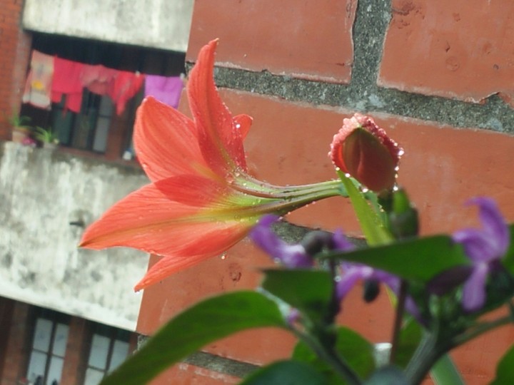 flower