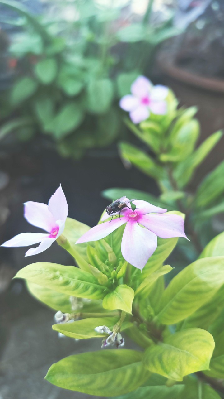 Flower
