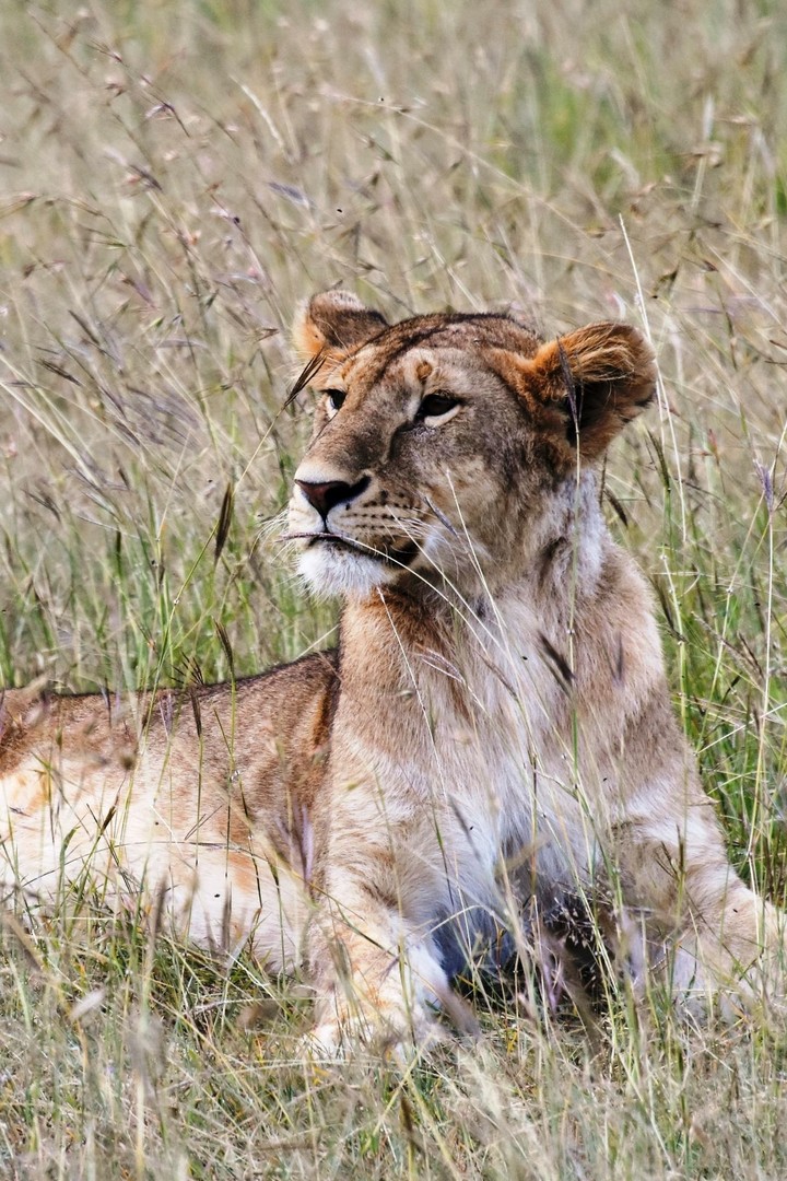 Lion