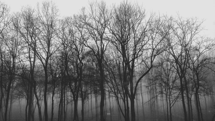 The Fog