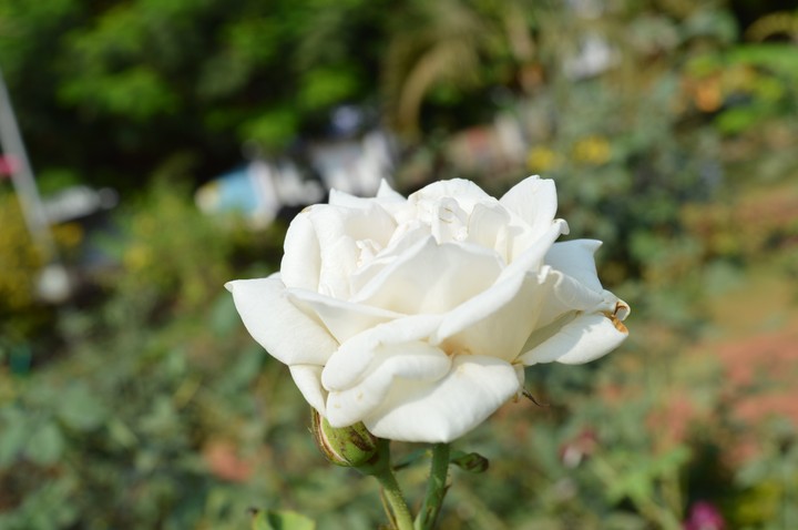 White Flower