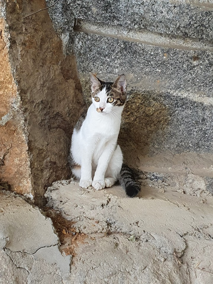 cat