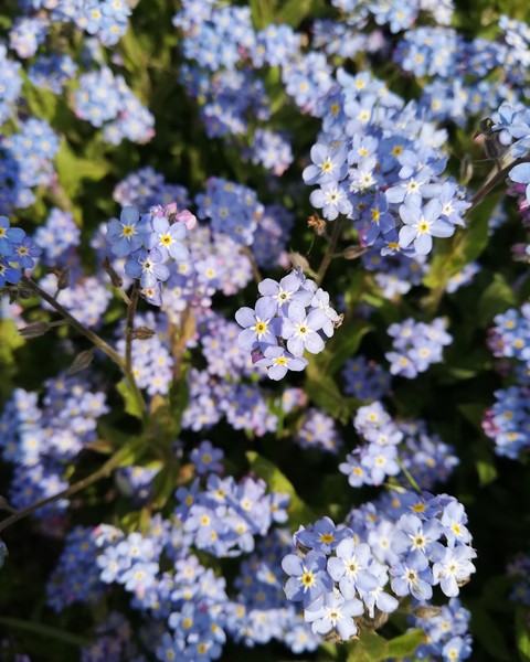 Blue plants
