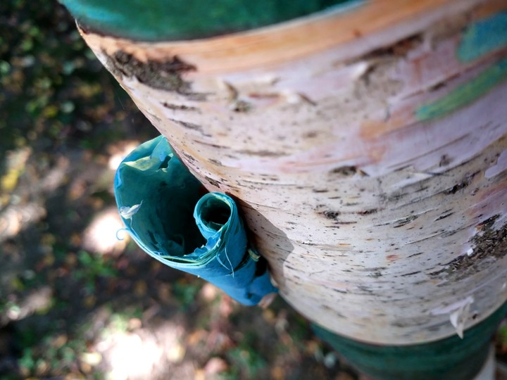 Icing Bark