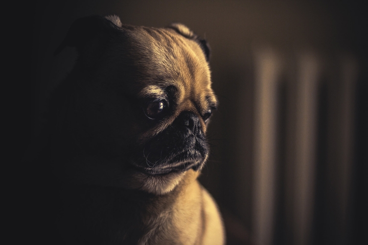 pag dog