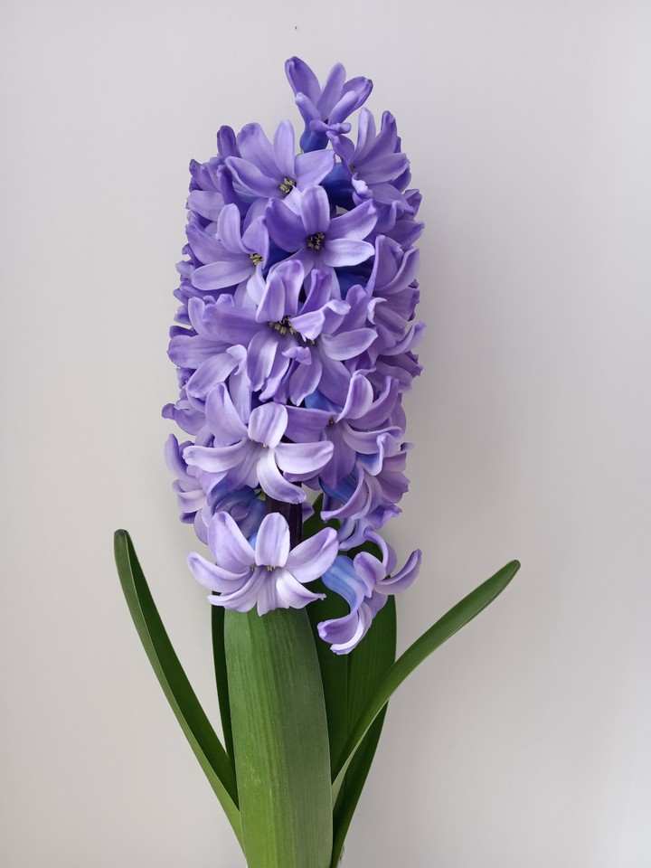 spring flower