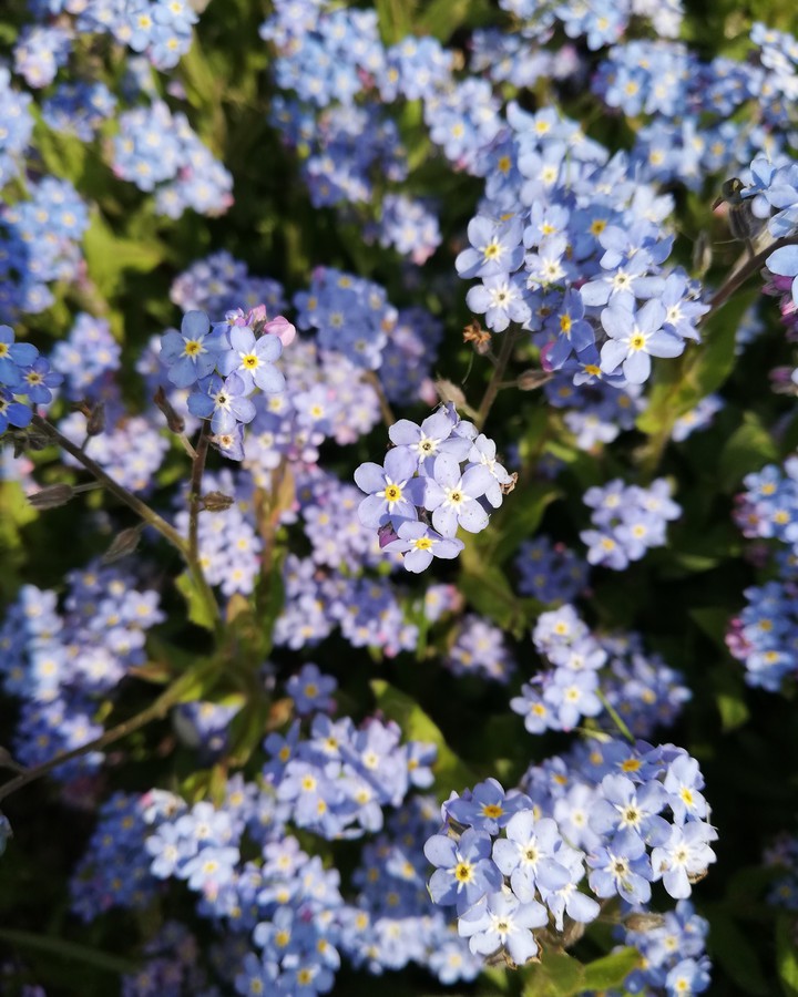 Blue plants