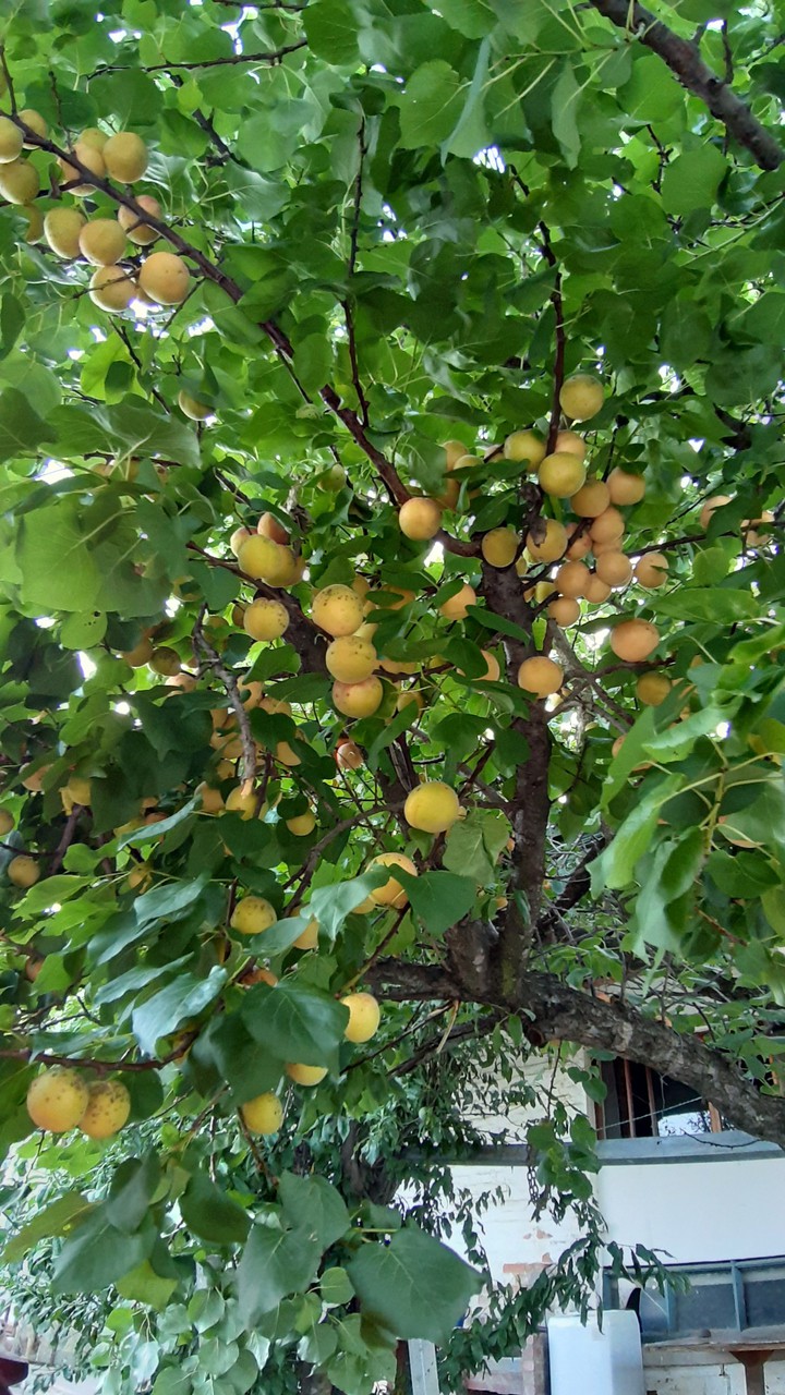 Under an apricot tree