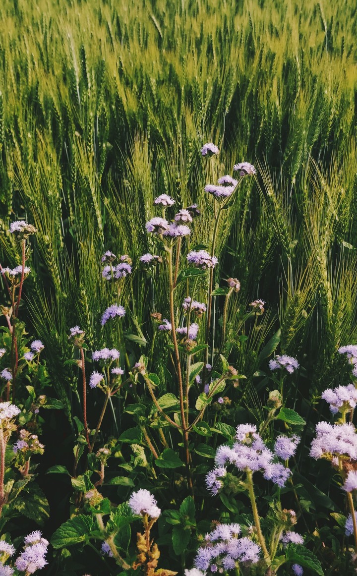 Hello Spring