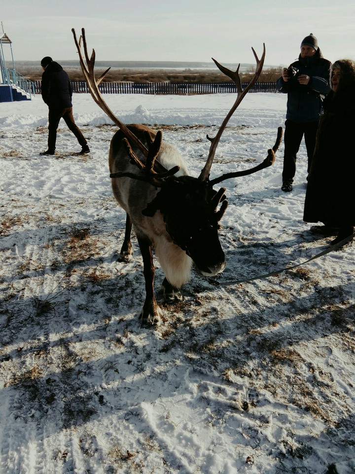 Северный олень