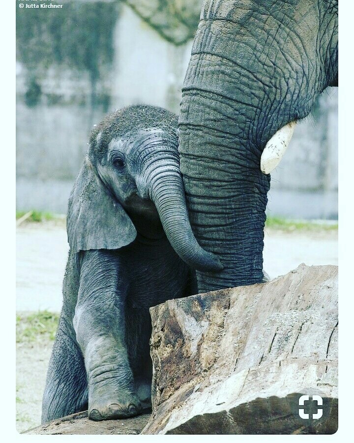 Mother love...